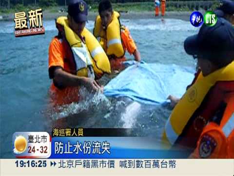 小海豚擱淺西子灣 康復後將野放