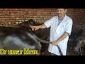 How To Tell If A Sheep Is About To Give Birth Symptoms Before Parturition In Buffalo And Cow