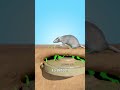 How Giant Rats Clear Landmines