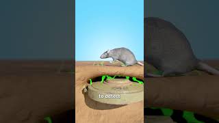 Download lagu How Giant Rats Clear Landmines 🤔 mp3