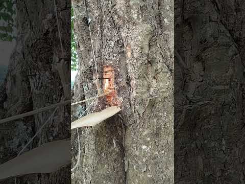 Placing traps hanging on tree stumps is simple