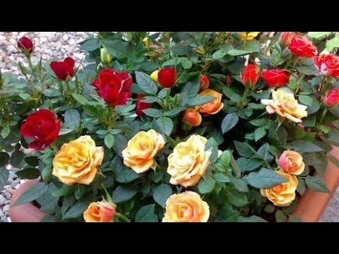 Rose Flower Varieties in terrace garden