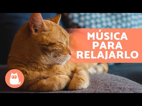 Música RELAJANTE para GATOS Estresados 🐱💫  ¡Relaja y Calma a tu Felino!