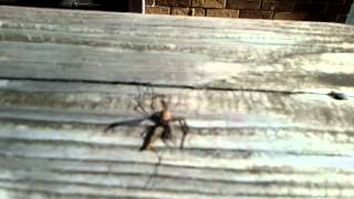 preview picture of video 'Spider attacks mosquito.... and wins'
