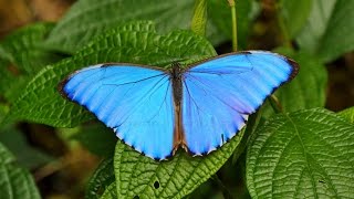 RioNegro Butterflies And Monkeys 4K