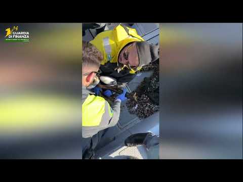 Tartaruga marina salvata dalla Guardia di Finanza a Rosignano Marittimo