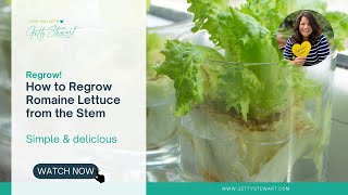 How to Regrow Romaine Lettuce from its Stem