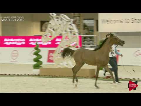 N 197 ANEED ALKATHEERI   Sharjah International 2019