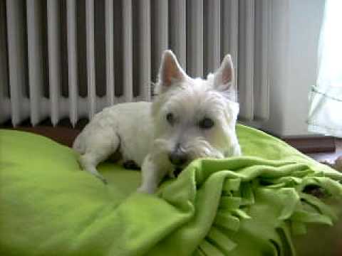 Wera - frisch vom Frisör mit einer dicken Belohnung