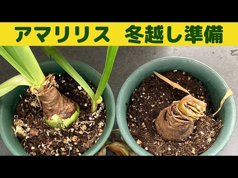 開花のピークを達成するために、鉢の中のアマリリスにうまく水をやる方法は？  庭園