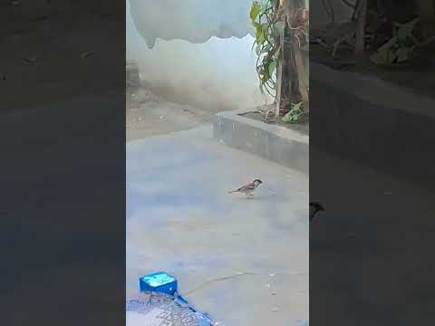 Sparrow world 🐦🐣😍❤ #birds #youtubeshorts #like #savebirds #viral #virralshorts #sparrowyt #youtubec