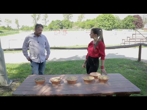 Minden napra lovaskultúra - A szemes takarmány feldolgozása (roppantás, darálás, áztatás) (17. rész)