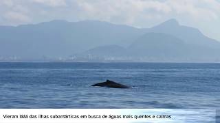 Jubartes no Rio de Janeiro