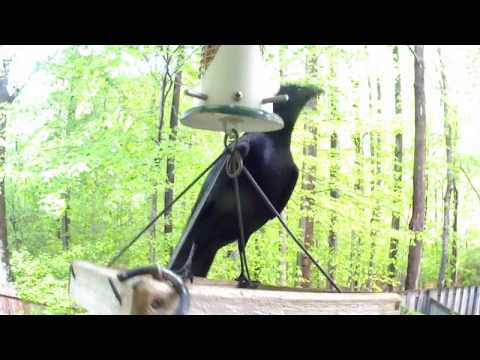 3 Unusual Bird Feeders - Crow, Bluebirds, and Catbird