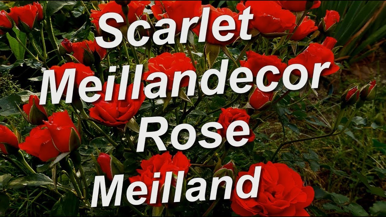 Scarlet Meillandecor Rose Meilland