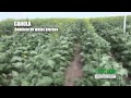 promocion del cultivo de la canola en mexico 7.1 ...