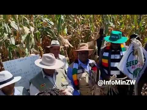 Pricabe farm field day part 2, SC 727 maize