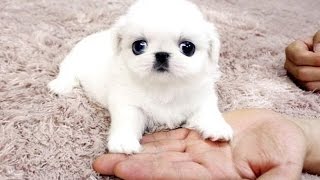 Funny Puppies And Cute Puppy Videos Compilation 2016 [BEST OF] on Make a GIF