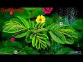 Good Morning Video