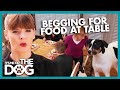 Body Block How To Stop Dogs Begging At The Table It S Me Or The Dog