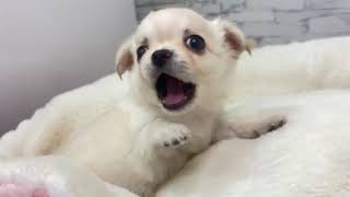 チワワ（ロング）の動画01