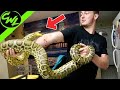 MY ANACONDA DON T