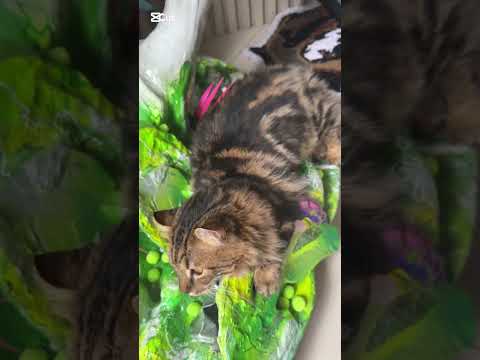 Oii agora tenho meu próprio canal ♥️🐱 #gato #nauta