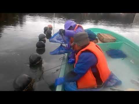 Los mariscos jóvenes naturales trabajan para Monkeyfish/2024