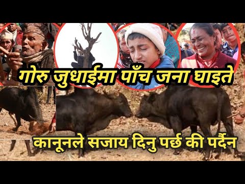 गोरु जुधा*ईमा पाँच जना घा*इते, कानूनले सजाय दिनु पर्छ की पर्दैन