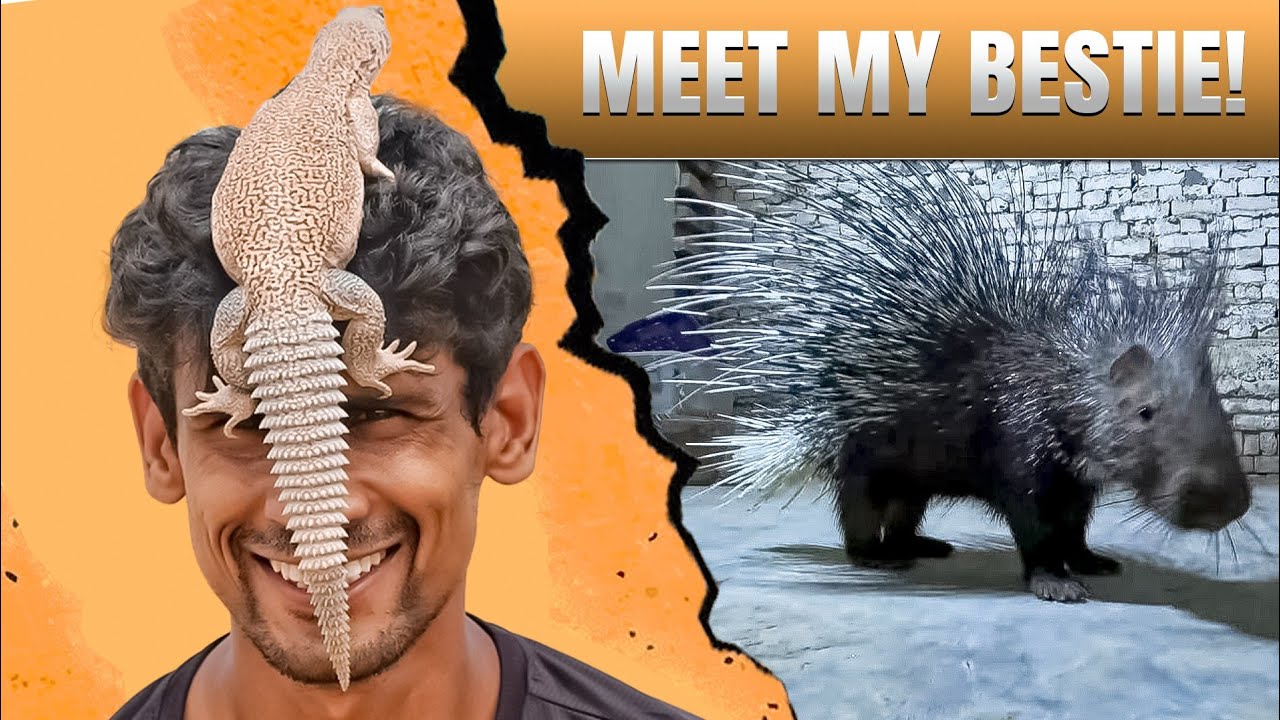 Porcupine pet friend wildlife Pakistan