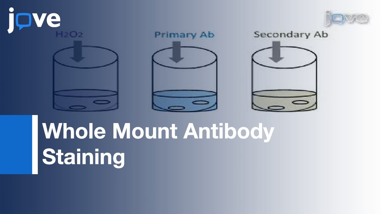 Method: Whole Mount Antibody Staining In Chick l Protocol Preview