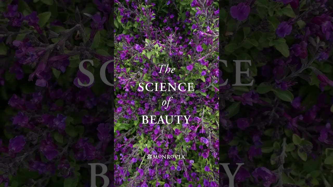 Monrovia | The Science of Beauty #flowers #gardening #garden #plants