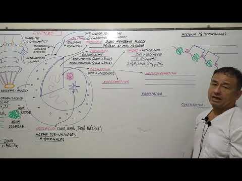NUCLEO CELULAR INTERFÁSICO - CARIOTECA - CROMÁTINA - NUCLÉOLO - CARIOLINFA