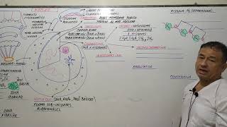 NUCLEO CELULAR INTERFÁSICO - CARIOTECA - CROMÁTINA - NUCLÉOLO - CARIOLINFA