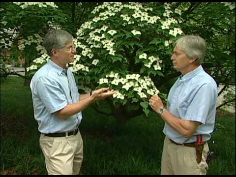 download lagu mp3 mp4 Samaritan Flowering Dogwood, download lagu Samaritan Flowering Dogwood gratis, unduh video klip Samaritan Flowering Dogwood