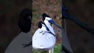 Two Relaxing Magpies.リラックス中の2羽のカササギ, Twee Relaxte Eksters.#magpies #birds #vogel #canon #wildlife#モフ