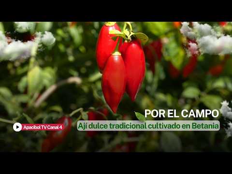 POR EL CAMPO- cultivo tradicional de ají dulce junto a nuestro invitado Libardo Gómez.🌶️
