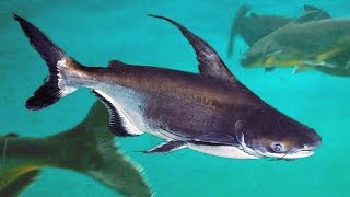 Iridescent Shark in Freswater Aquarium