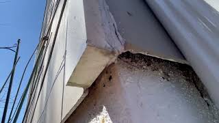 Watch video: Ants Crawling Into the Side of the Home in Beachwood, NJ