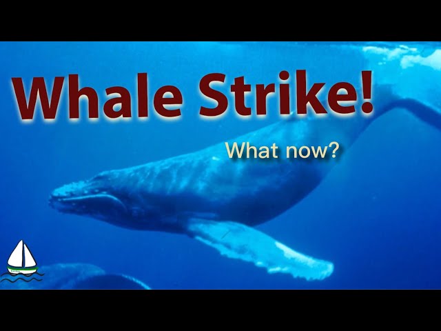 Whale Strike!! What if you HIT A WHALE with a Sail boat?    (Tips from the Pros #3/P. Childress #53)
