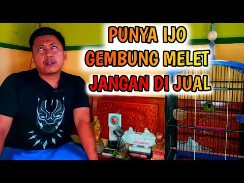 Cara Setting Lomba Cucak Ijo Gembung Melet Over Jinak di Rumah Menjadi Burung Juara