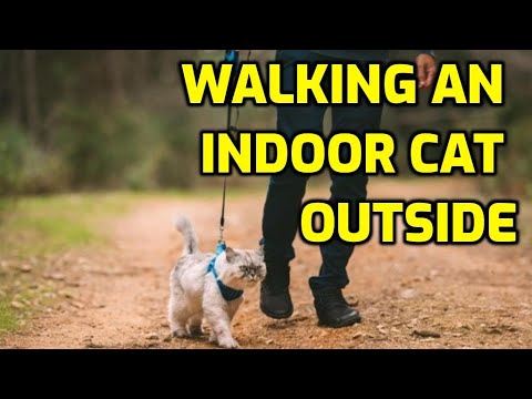 Should I Walk My Indoor Cat On A Leash Outside?