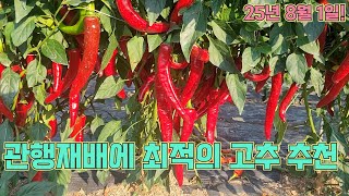 관행재배로 고추기르시려면 이 품종 심어야겠어요!! 농사의 여신표 고추농사 잘 하는 법!!