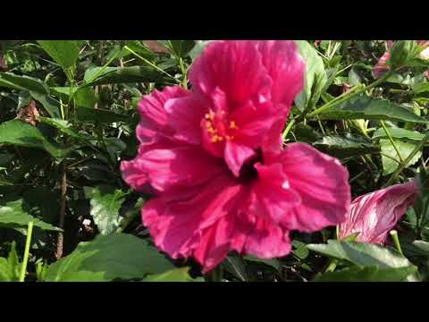 重瓣扶桑花
