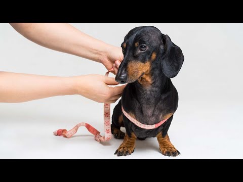 How to Measure a Dog for a Harness: Get a Proper Fit!