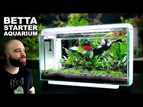 The Budget BETTA Setup You Cannot Miss!