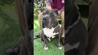 Video preview image #1 Staffordshire Bull Terrier-Unknown Mix Puppy For Sale in Pasadena, CA, USA