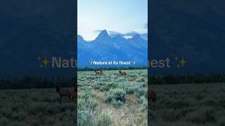 Massive Elk Sighting in Jackson, Wyoming 🦌 – Wild Wyoming Moments