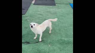 Video preview image #1 Chihuahua-Unknown Mix Puppy For Sale in Arcadia, FL, USA