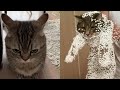 Try Not To Laugh New Funny Cats Video Tuxedo Cat Part 64